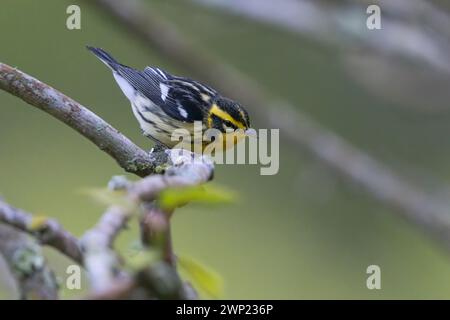 Blackburnian Warbler, Hotel Iguaima, Tolima, Kolumbien, November 2022 Stockfoto