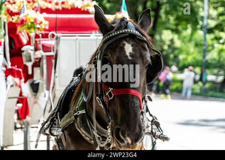 Rikscha- oder Pferdekutschenfahrt im Central Park, einem öffentlichen Stadtpark im Stadtteil Manhattan, in der Big Appl Stockfoto