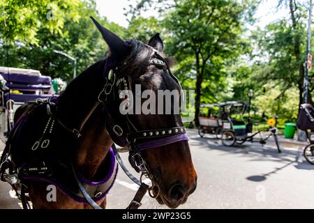 Horse, Transport eines Buggys im Central Park ist ein öffentlicher Stadtpark im Stadtteil Manhattan, New York City (USA). Stockfoto