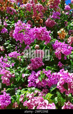 Blühende Bougainvillea (Bougainvillea glabra) in Ribeirao Preto, Sao Paulo, Brasilien Stockfoto