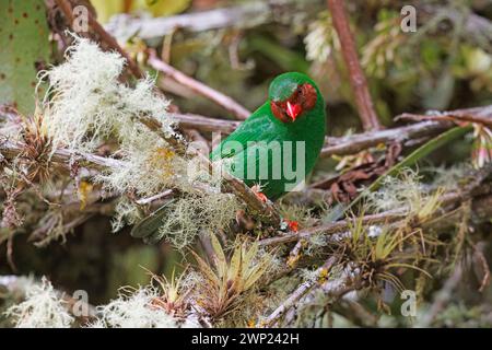 Grasgrüner Tanager, Canon del Rio Combeima, Ibaguè, Kolumbien, November 2022 Stockfoto