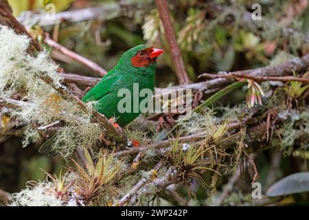 Grasgrüner Tanager, Canon del Rio Combeima, Ibaguè, Kolumbien, November 2022 Stockfoto