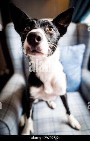 Ein Schwarzer und weißer Collie-Hund Stockfoto