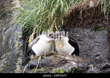 Auckland Island Shag (Leucocarbo colensoi), eine endemische Art der neuseeländischen subantarktischen Auckland-Inseln Stockfoto