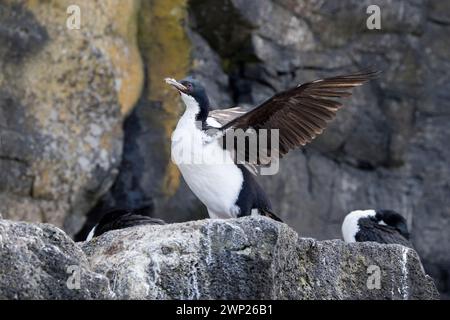 Auckland Island Shag (Leucocarbo colensoi), eine endemische Art der neuseeländischen subantarktischen Auckland-Inseln Stockfoto