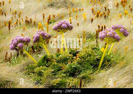 Megaherbs auf Enderby Island, Neuseeland subantarktische Auckland Islands Stockfoto