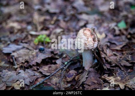 Essbare Pilze Amanita rubescens, auch bekannt als Erröten amanita. Wilde Pilze, die zwischen den herabfallenden Blättern im Herbstwald wachsen. Stockfoto