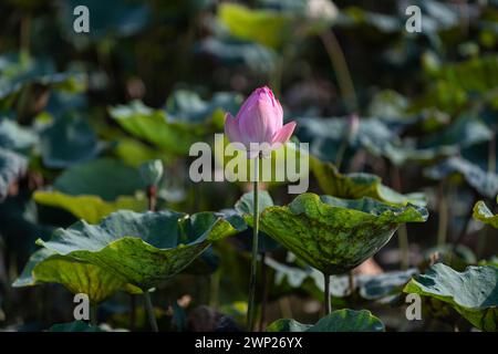 Eine heilige, blassrosa Lotusblüte im frühen Stadium des Pflanzenwachstums vor der Blüte. Stockfoto