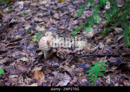 Essbare Pilze Amanita rubescens, auch bekannt als Erröten amanita. Wilde Pilze, die zwischen den herabfallenden Blättern im Herbstwald wachsen. Stockfoto