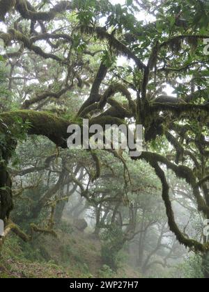 13. März 2023, Portugal, NA: Weg durch den Lorbeerwald zum fanal auf der Atlantikinsel Madeira, einer autonomen Region Portugals. Laurisilva von Madeira ist ein Schutzgebiet für den Lorbeerwald auf Madeira. Seit 1999 gehört sie zum UNESCO-Weltkulturerbe. Foto: Beate Schleep/dpa Stockfoto