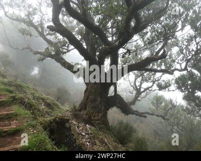 13. März 2023, Portugal, NA: Weg durch den Lorbeerwald zum fanal auf der Atlantikinsel Madeira, einer autonomen Region Portugals. Laurisilva von Madeira ist ein Schutzgebiet für den Lorbeerwald auf Madeira. Seit 1999 gehört sie zum UNESCO-Weltkulturerbe. Foto: Beate Schleep/dpa Stockfoto