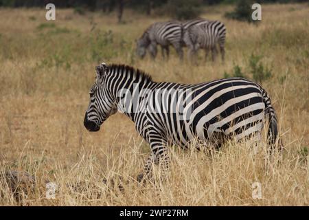 Zebra im Tarangire-Nationalpark in Tansania, aufgenommen während einer Safari im Jahr 2019 Stockfoto