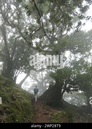 13. März 2023, Portugal, NA: Weg durch den Lorbeerwald zum fanal auf der Atlantikinsel Madeira, einer autonomen Region Portugals. Laurisilva von Madeira ist ein Schutzgebiet für den Lorbeerwald auf Madeira. Seit 1999 gehört sie zum UNESCO-Weltkulturerbe. Foto: Beate Schleep/dpa Stockfoto