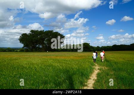 Menschen, die im Frühsommer in der Nähe von Tudeley, Kent, England, auf einem Wanderweg durch ein Feld junger Gerste spazieren gehen Stockfoto