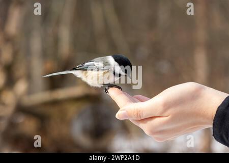 Ein neugieriges Küken landet in der Hand einer Frau, um zu untersuchen; ein Vogel in der Hand Stockfoto