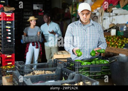 Farmarbeiter sortiert frisch gepflückte Paprika und verpackt sie in Kartons Stockfoto