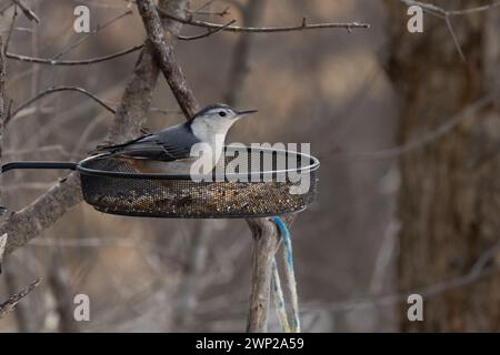 Weißbrust-Nutchatch erkundet im Frühjahr ein Futtermittel für Nahrung. Stockfoto