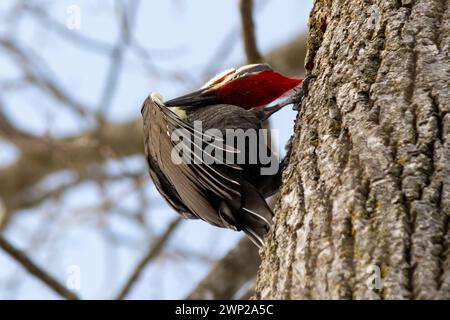Ein piletierter Spechte führt einige Yoga-Dehnübungen durch, um zu kratzen Stockfoto