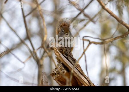 Ein rotes Eichhörnchen steht auf einem zerrissenen Baumstamm inmitten der Rebstöcke. Stockfoto