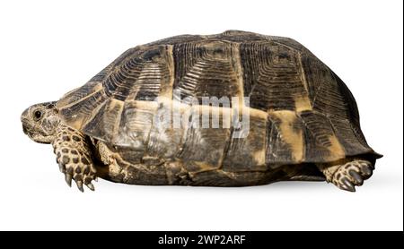 An einem sonnigen Tag überquert eine kleine Landschildkröte die Straße. Stockfoto