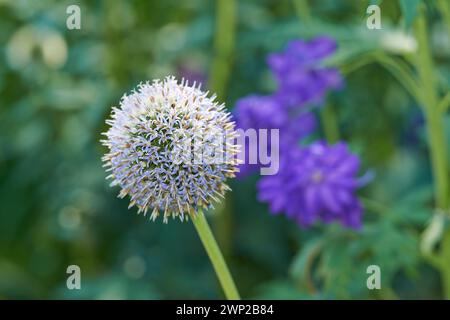 Thistle, Blumen und Hyazinthe auf der Wiese auf dem Land, Feld und Landschaft mit Pflanzen im Hintergrund. Botanischer Garten, Weide und echinops by Stockfoto