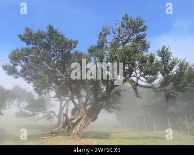 Portugal. März 2023. Alte Lorbeerbäume stehen im Nebel im fanal auf der Atlantikinsel Madeira, einer autonomen Region Portugals. Laurisilva von Madeira ist ein Schutzgebiet für den Lorbeerwald auf Madeira. Seit 1999 gehört sie zum UNESCO-Weltkulturerbe. Quelle: Beate Schleep/dpa/Alamy Live News Stockfoto