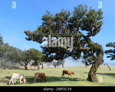 Portugal. März 2023. Rinder weiden zwischen alten Lorbeerbäumen im Fanal auf der Atlantikinsel Madeira, einer autonomen Region Portugals. Laurisilva von Madeira ist ein Schutzgebiet für den Lorbeerwald auf Madeira. Seit 1999 gehört sie zum UNESCO-Weltkulturerbe. Quelle: Beate Schleep/dpa/Alamy Live News Stockfoto