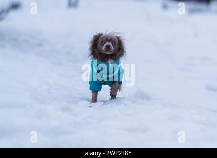 Flieder süßer Langhaar chiwawa Hund spielt im Winter Stockfoto