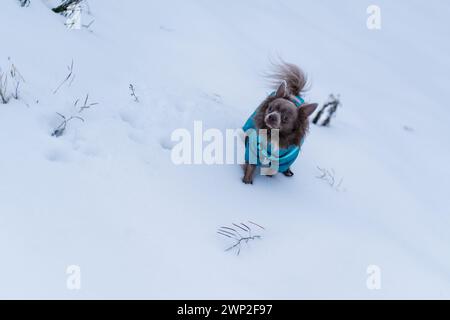 Flieder süßer Langhaar chiwawa Hund spielt im Winter Stockfoto