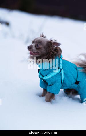 Flieder süßer Langhaar chiwawa Hund spielt im Winter Stockfoto