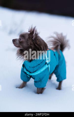 Flieder süßer Langhaar chiwawa Hund spielt im Winter Stockfoto