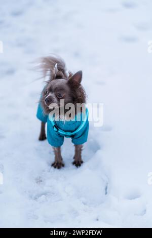 Flieder süßer Langhaar chiwawa Hund spielt im Winter Stockfoto