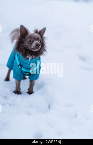 Flieder süßer Langhaar chiwawa Hund spielt im Winter Stockfoto