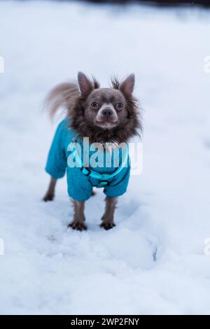 Flieder süßer Langhaar chiwawa Hund spielt im Winter Stockfoto