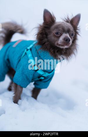 Flieder süßer Langhaar chiwawa Hund spielt im Winter Stockfoto