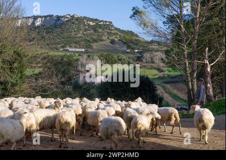 20. Dezember 2023 - Italien, Sassari, Sardinien, Gavino und Giuliano Pulinas Käsereien aus Osilo produzieren typisch sardischen Pecorino-Käse Stockfoto