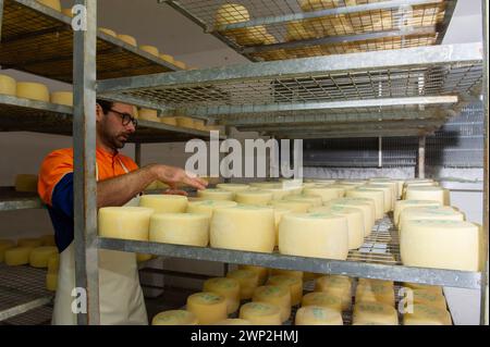 20. Dezember 2023 - Italien, Sassari, Sardinien, Gavino und Giuliano Pulinas Käsereien aus Osilo produzieren typisch sardischen Pecorino-Käse Stockfoto