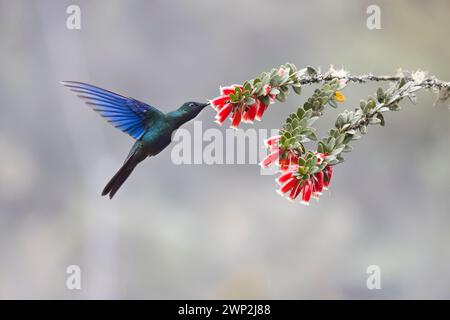 Großer Saphirewing Kolibri, der eine Blume in Kolumbien, Südamerika, in natürlichem Licht, fresst Stockfoto