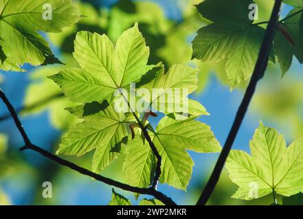 Sycamore (Acer pseudoplatanus) Abschnitt des Baldachins mit einem Mosaik von Blättern im Frühsommer, Berwickshire, Scottish Borders, Schottland, Mai 1984 Stockfoto