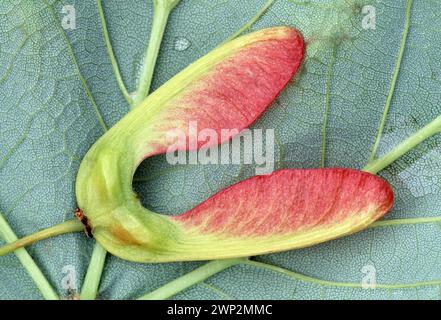 Sycamore (Acer pseudoplatanus) gefallen Blatt und Schlüssel / Samen auf Waldboden nach einem Sturm, Isle of Rum National Nature Reserve, Schottland. Stockfoto