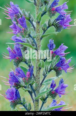 Viper's Bugloss (Echium vulgare) Nahaufnahme eines einzelnen Blütenstachels, der an der Küste wächst, Northumberland, Juni 2003 Stockfoto