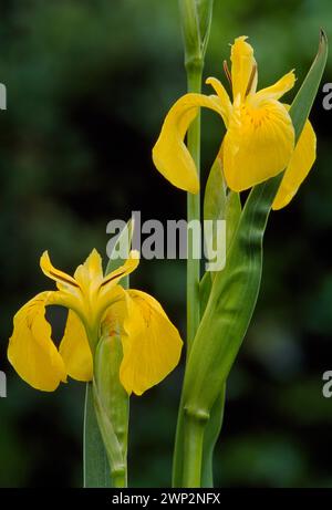 Gelbe Flagge Iris (Iris pseudacorus) Nahaufnahme von Stämmen mit Blüten aus einem Beet von Pflanzen, die in torfigen Böden am Meeresloch, Ardnamurchan, Argyll wachsen. Stockfoto