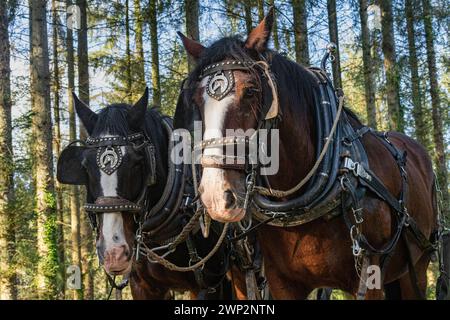 Zwei, arbeitende, schwere Pferde in einer Kiefernwälder Plantage, die auf Kamera Nr. 4 zugehen Stockfoto