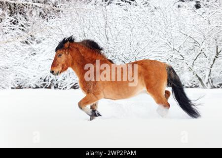 Pferdehengst mit schwerem Zugpferd läuft im Winterwald Trab Stockfoto