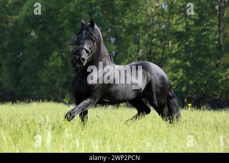 Wunderschönes schwarzes friesisches Pferd, das auf dem Sommerfeld läuft Stockfoto