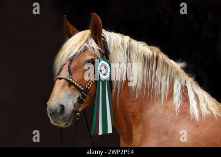 Sehen Sie das Porträt eines schönen Pferdes mit schwerer Zugpferd mit Siegerrosette aus Stockfoto