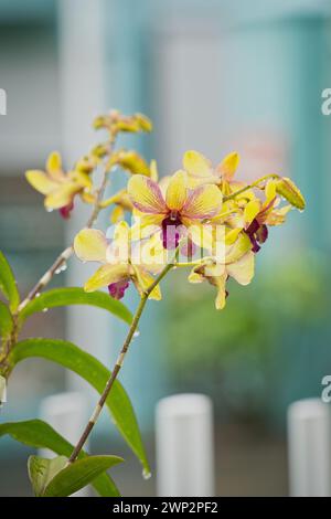 Großaufnahme von Dendrobium Thongchai Gold im Garten mit Regenwassertropfen auf den Blumen, Mahe, Seychellen Stockfoto