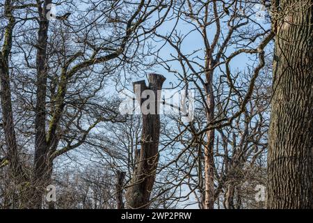 Ein Eichenwald als naturbelassene Grabstätte, Friedwald, Reinhardswald, Weserbergland, Landkreis Kassel, Hessen, Deutschland, Europa Stockfoto