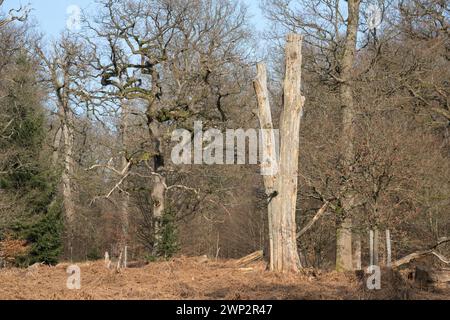 Ein Eichenwald als naturbelassene Grabstätte, Friedwald, Reinhardswald, Weserbergland, Landkreis Kassel, Hessen, Deutschland, Europa Stockfoto