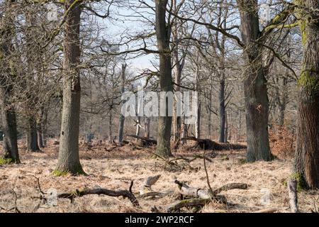 Ein Eichenwald als naturbelassene Grabstätte, Friedwald, Reinhardswald, Weserbergland, Landkreis Kassel, Hessen, Deutschland, Europa Stockfoto